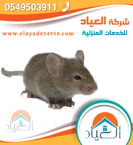 شركة مكافحة حشرات بالمدينة المنورة