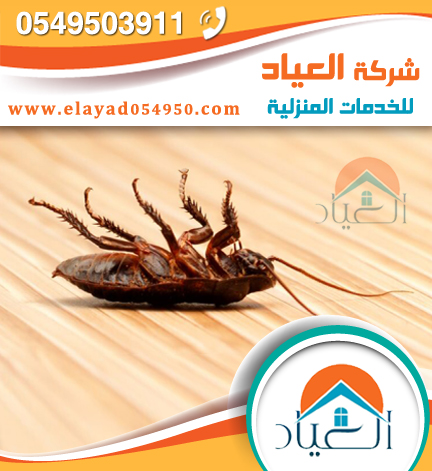 شركة مكافحة حشرات بالمدينة المنورة