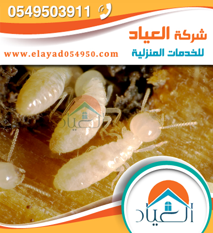 شركة مكافحة حشرات بالمدينة المنورة
