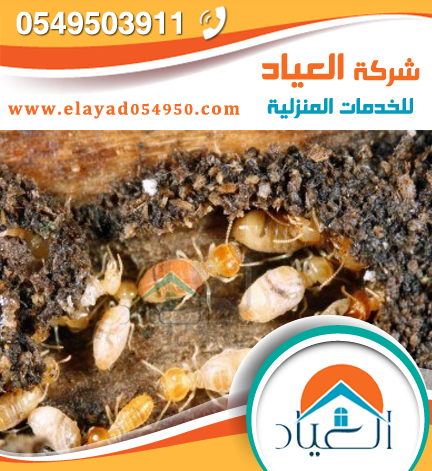 شركة مكافحة حشرات بجده